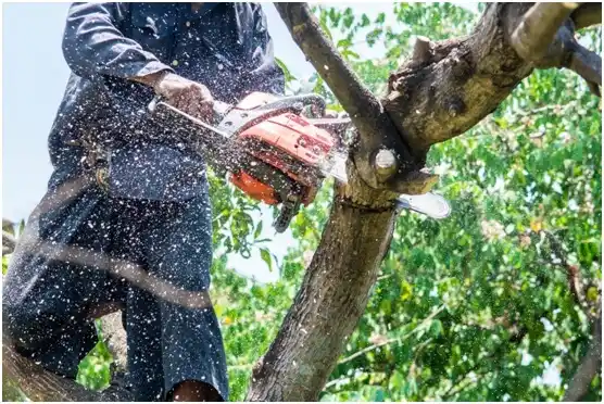 tree services Shoemakersville